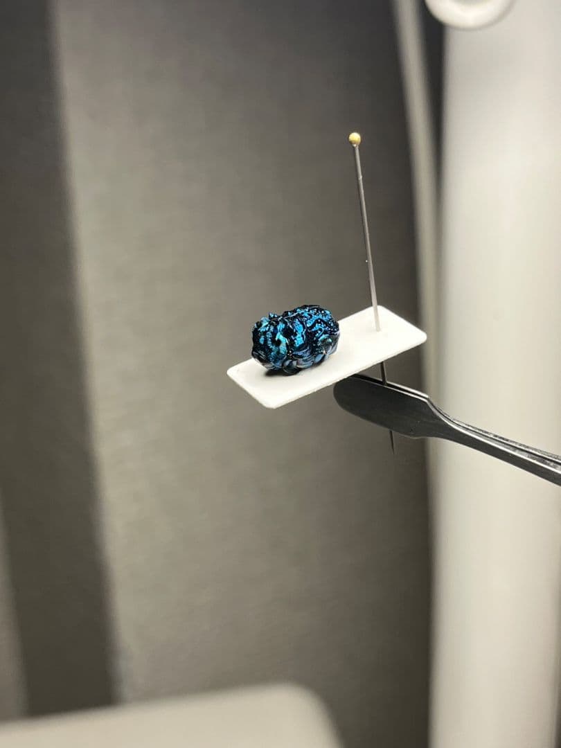 【9mm】グンジョウオオコブハムシ コメツキムシ昆虫標本甲虫タマムシスハンダエ