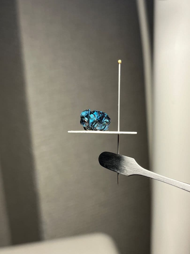 【9mm】グンジョウオオコブハムシ コメツキムシ昆虫標本甲虫タマムシスハンダエ