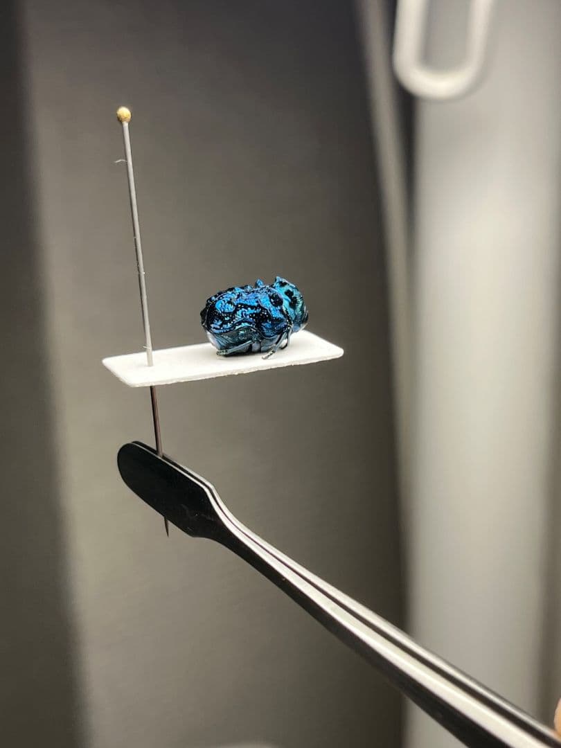 【9mm】グンジョウオオコブハムシ コメツキムシ昆虫標本甲虫タマムシスハンダエ