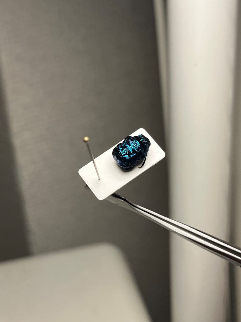 【9mm】グンジョウオオコブハムシ コメツキムシ昆虫標本甲虫タマムシスハンダエ