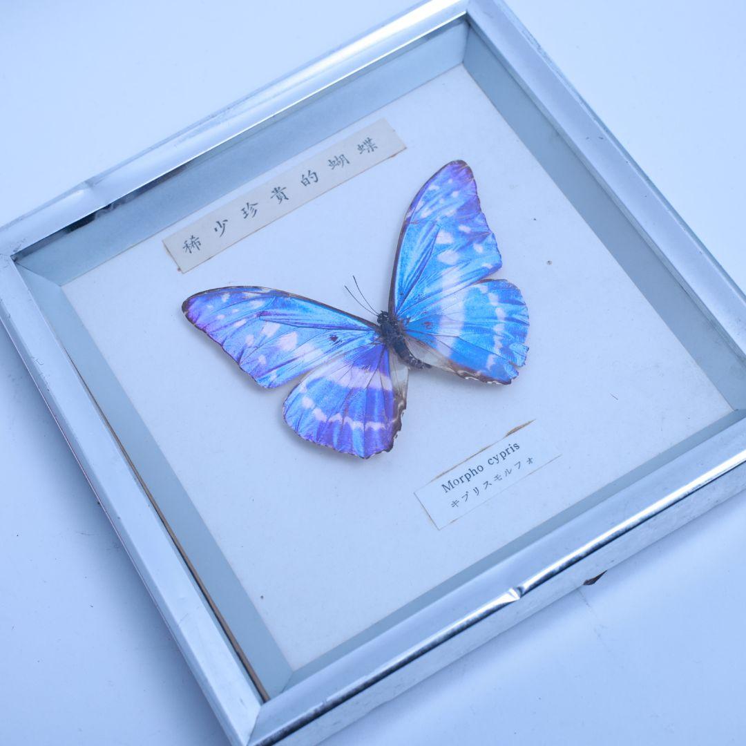 キプリスモルフォ　標本　額入り　稀少珍奇的胡蝶
