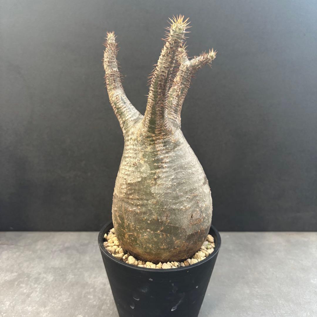 発根済 パキポディウム グラキリス 現地球 良型 塊根植物 コーデックス　NO4