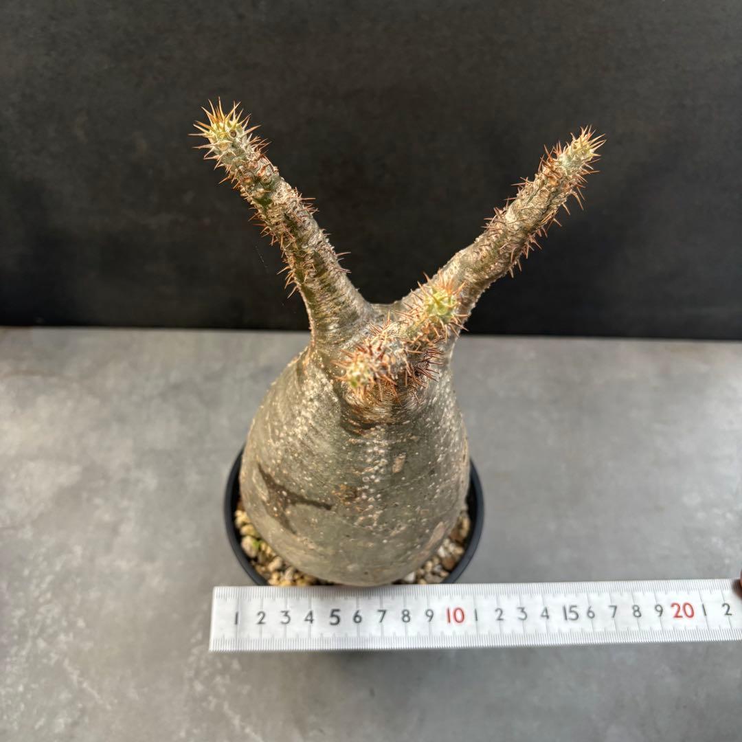 発根済 パキポディウム グラキリス 現地球 良型 塊根植物 コーデックス　NO4