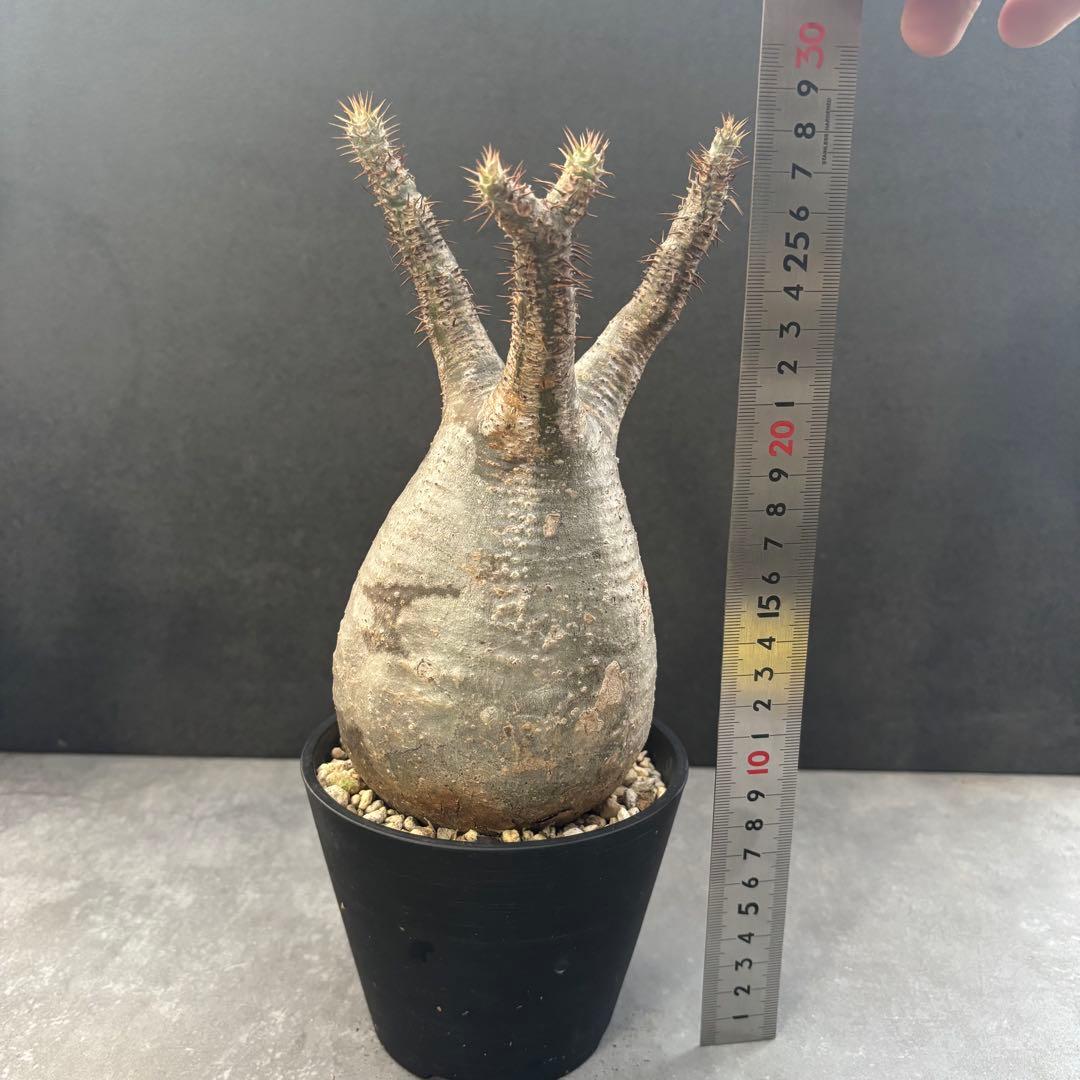 発根済 パキポディウム グラキリス 現地球 良型 塊根植物 コーデックス　NO4