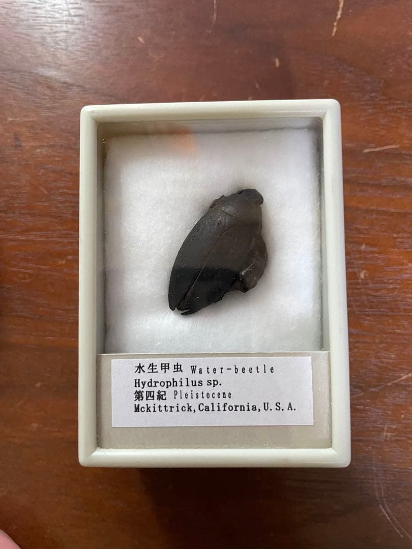 水生甲虫 水甲虫