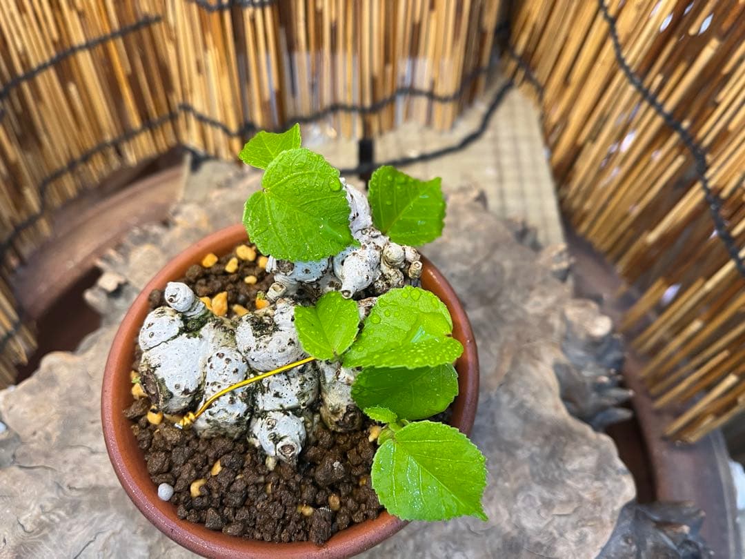 ✨✨✨オキナワイボオオハマボウ【◎良品素材】/ハート葉happy♪セール♪