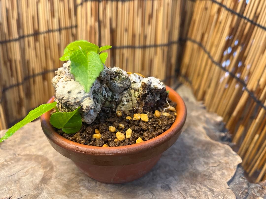 ✨✨✨オキナワイボオオハマボウ【◎良品素材】/ハート葉happy♪セール♪