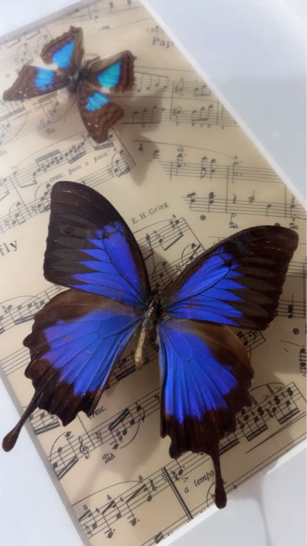 ドキソコパ・セラフィナ蝶の標本