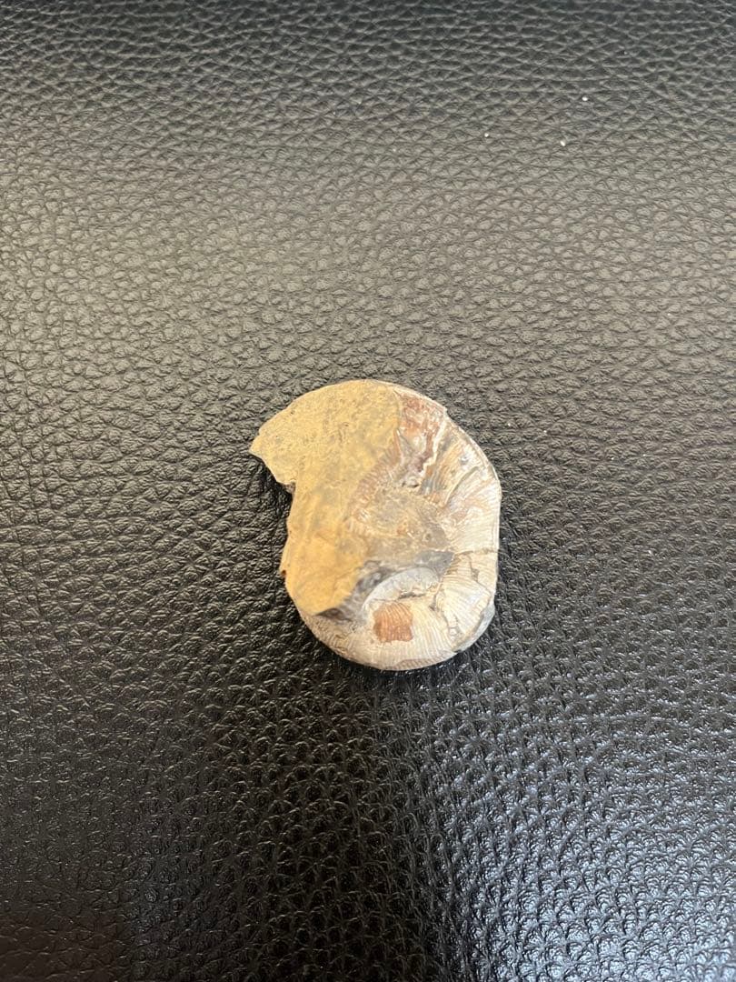 化石 巻貝型 約4cm天然物につき個体差があり