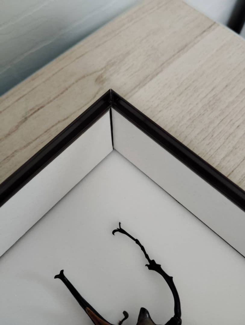 【エレファスゾウカブト】エレファス標本 昆虫　オス２匹セット