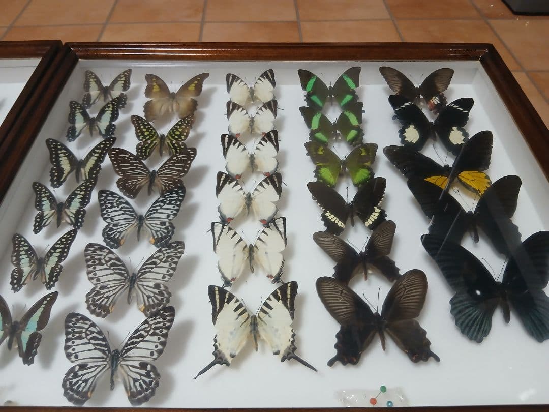 昆虫標本セット ダークブラウンフレーム