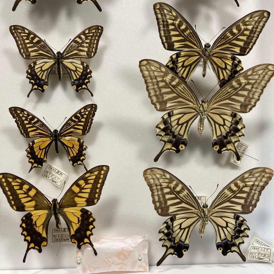 アゲハ蝶 UVドイツ標本箱セット