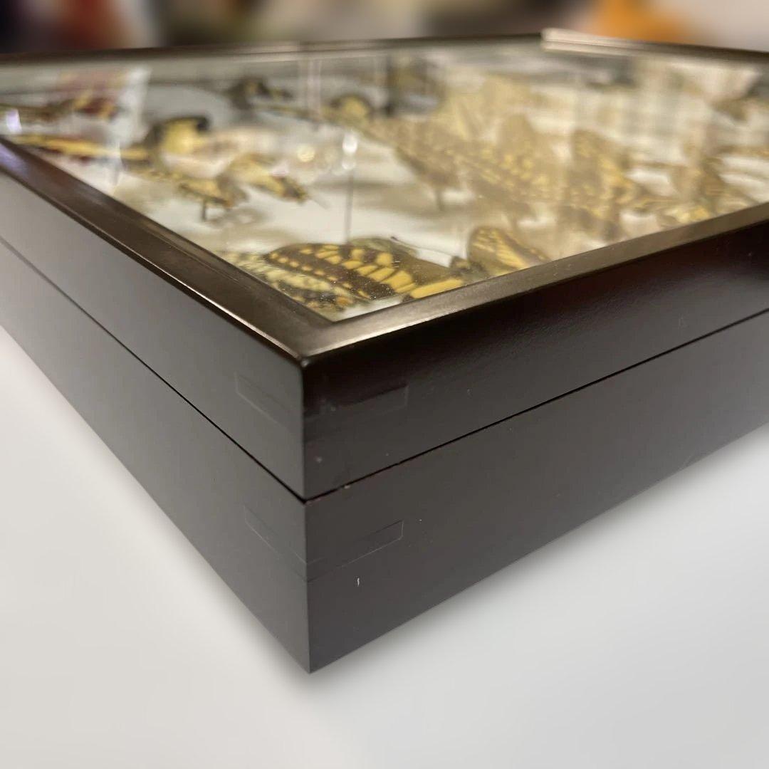 アゲハ蝶 UVドイツ標本箱セット