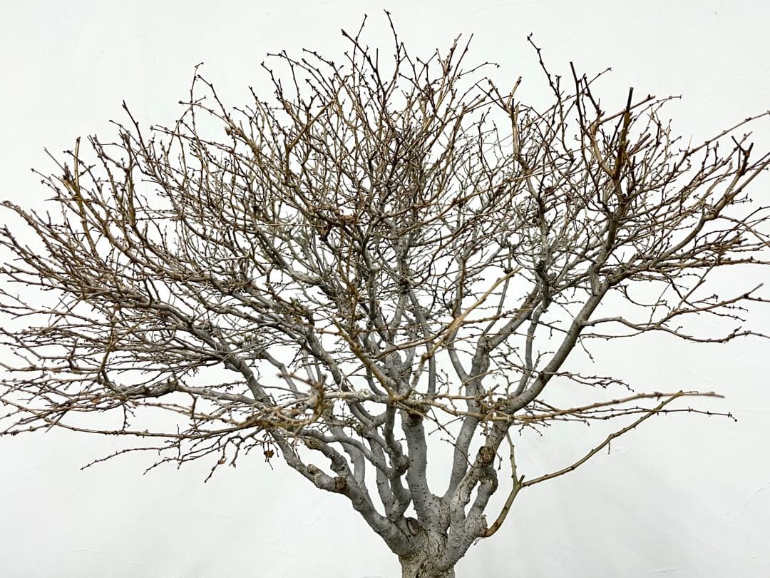 三河盆栽　ケヤキ　盆栽