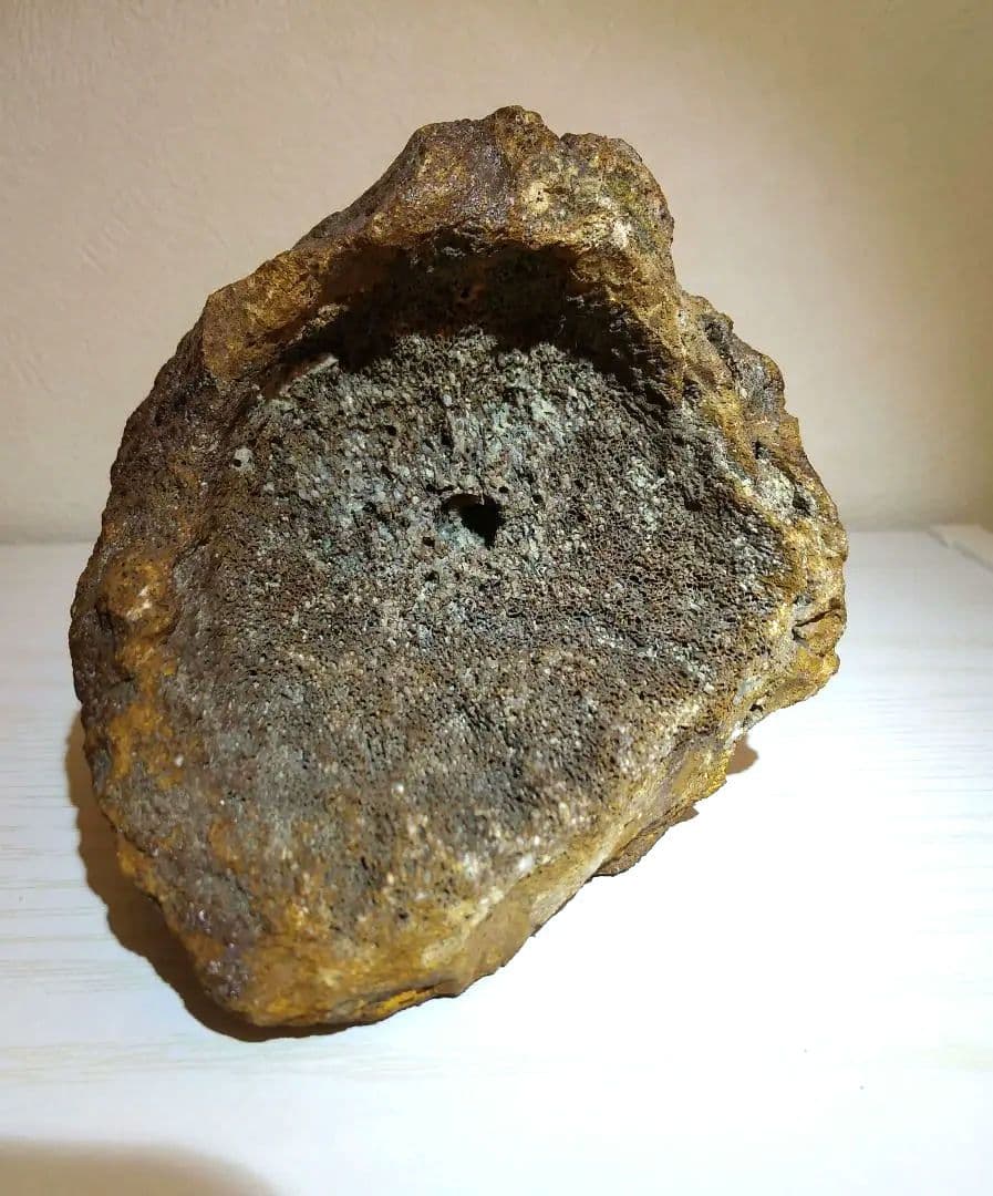 プレシオサウルスの仲間の骨　化石