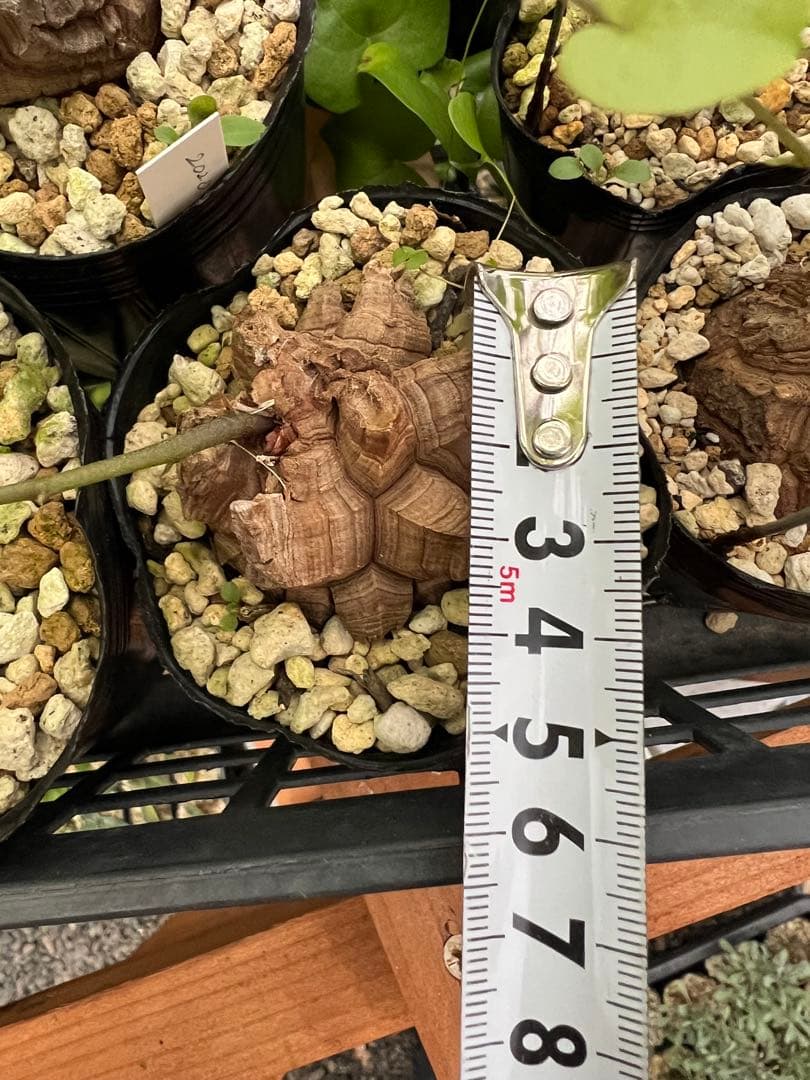 確認用② 亀甲竜実生株