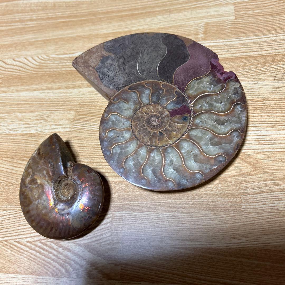 3点　化石　アンモナイト　等