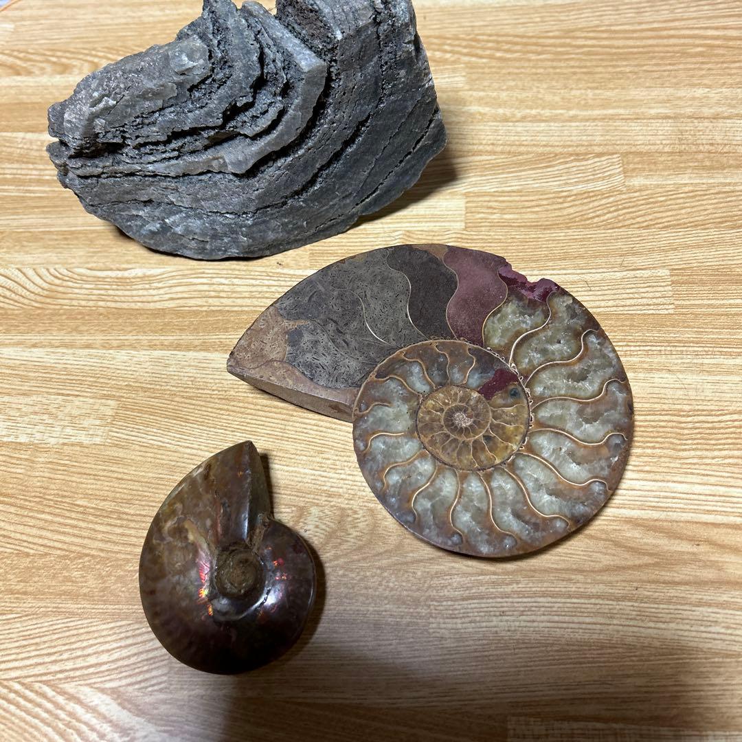 3点　化石　アンモナイト　等