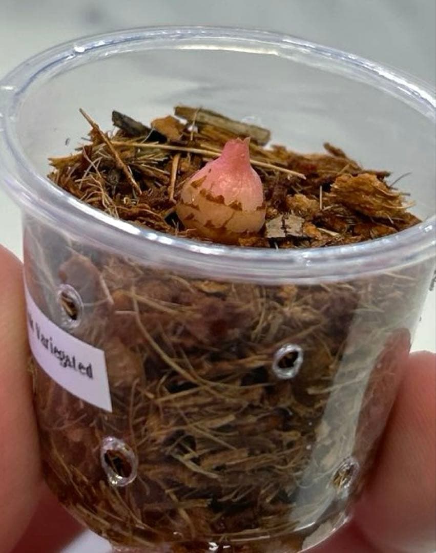 専用【芋】 アロカシア　シャントリエリ　ピンク　斑入り