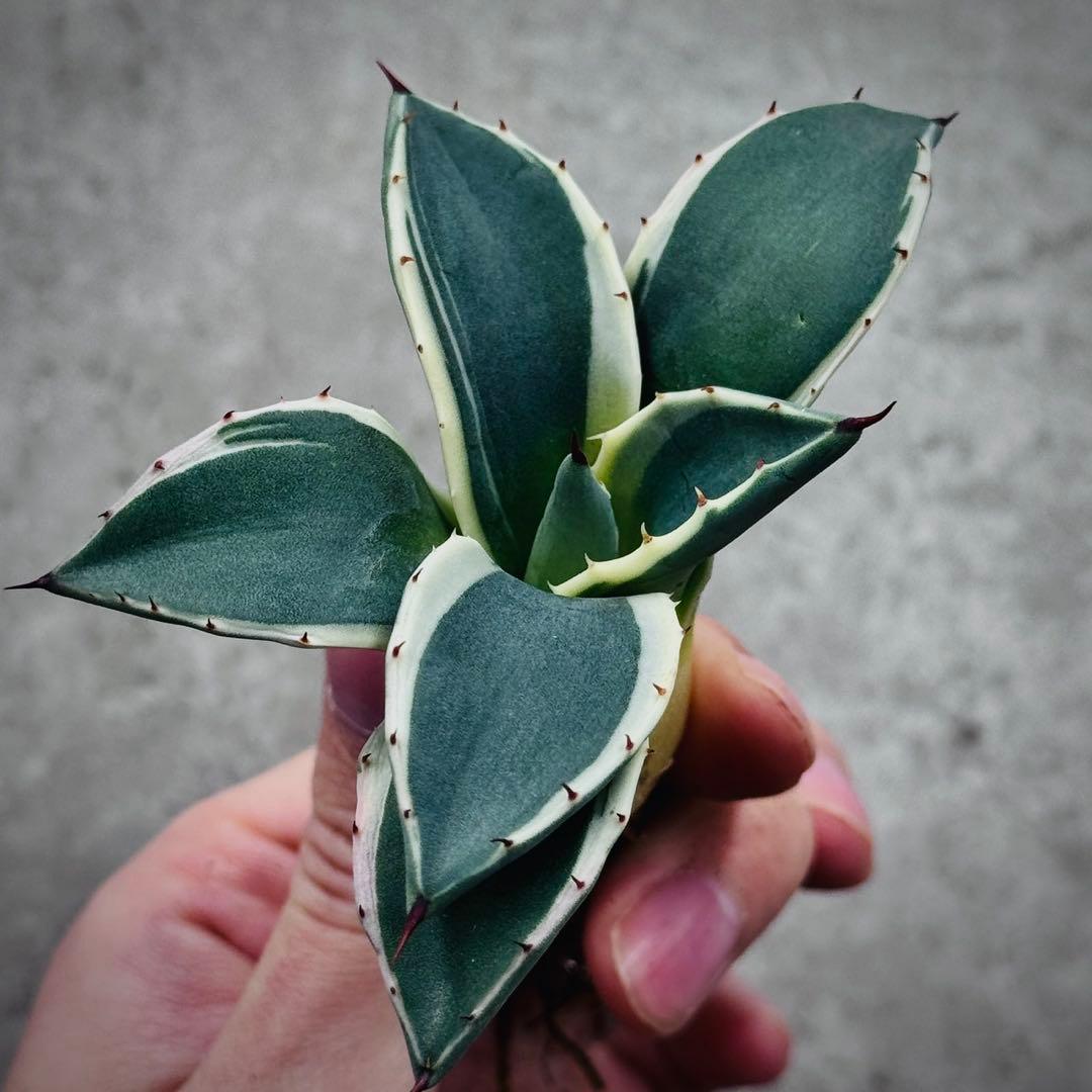 み*ん様 多肉植物・アガベ・吉祥天錦白腹輪・特選美株