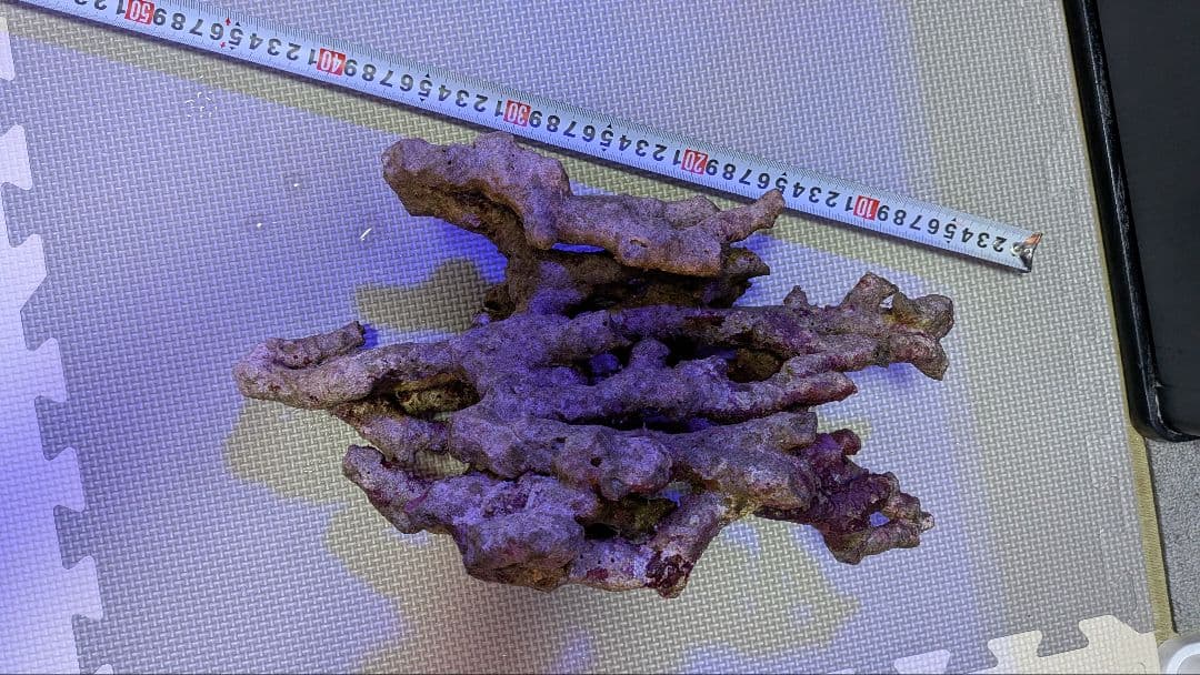 天然ライブロック　枝塊〜