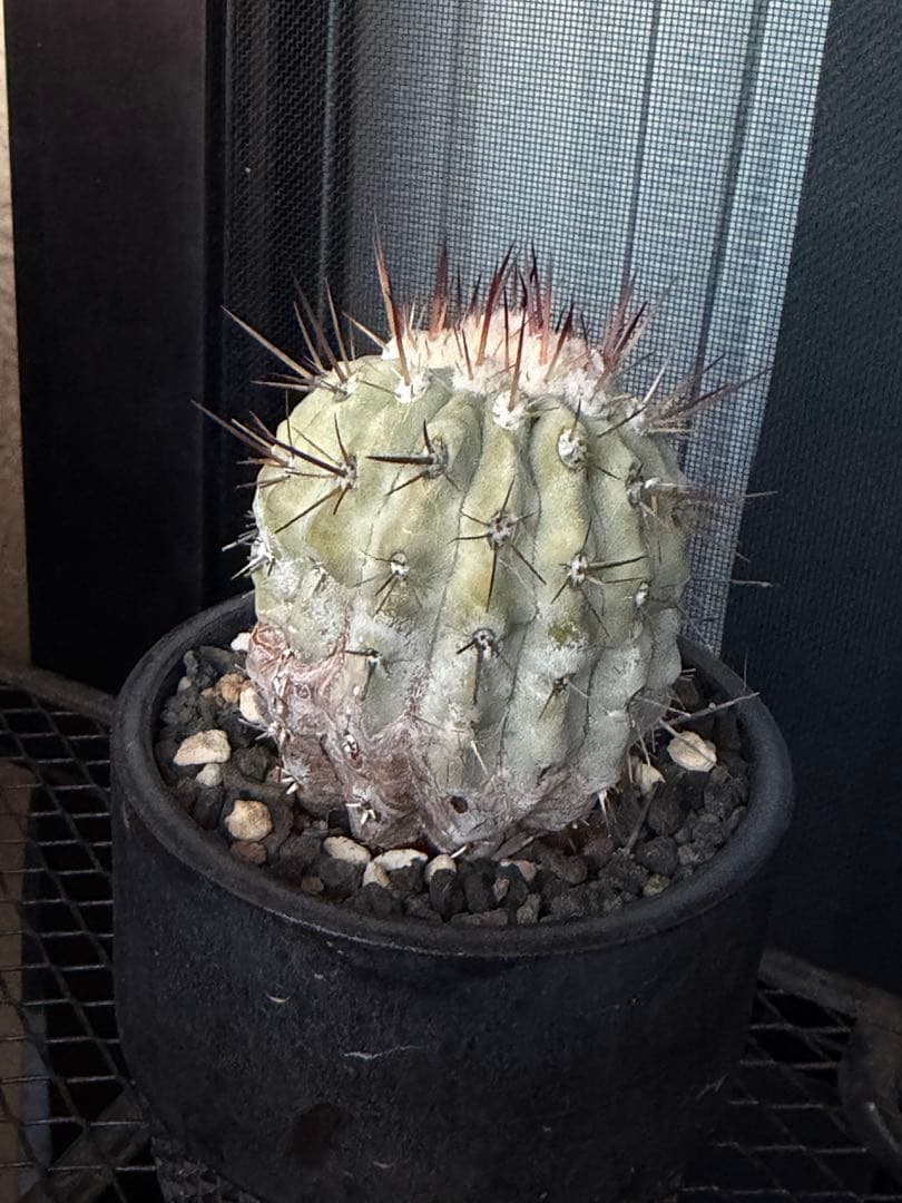 白棘黒王丸　現地株カキコ自根　コピアポア