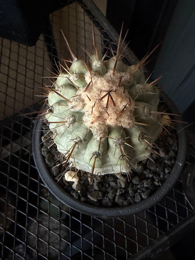 白棘黒王丸　現地株カキコ自根　コピアポア