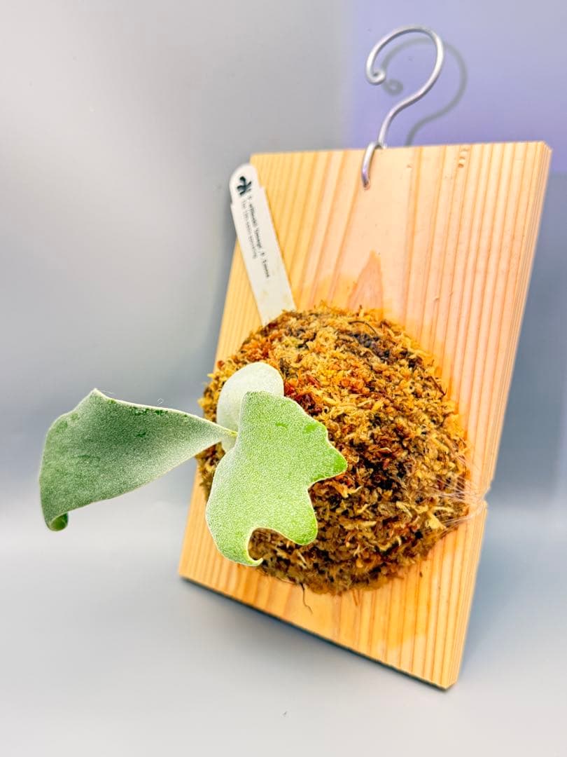 ビカクシダP.Willinckii Omega,P.Emma mix spore