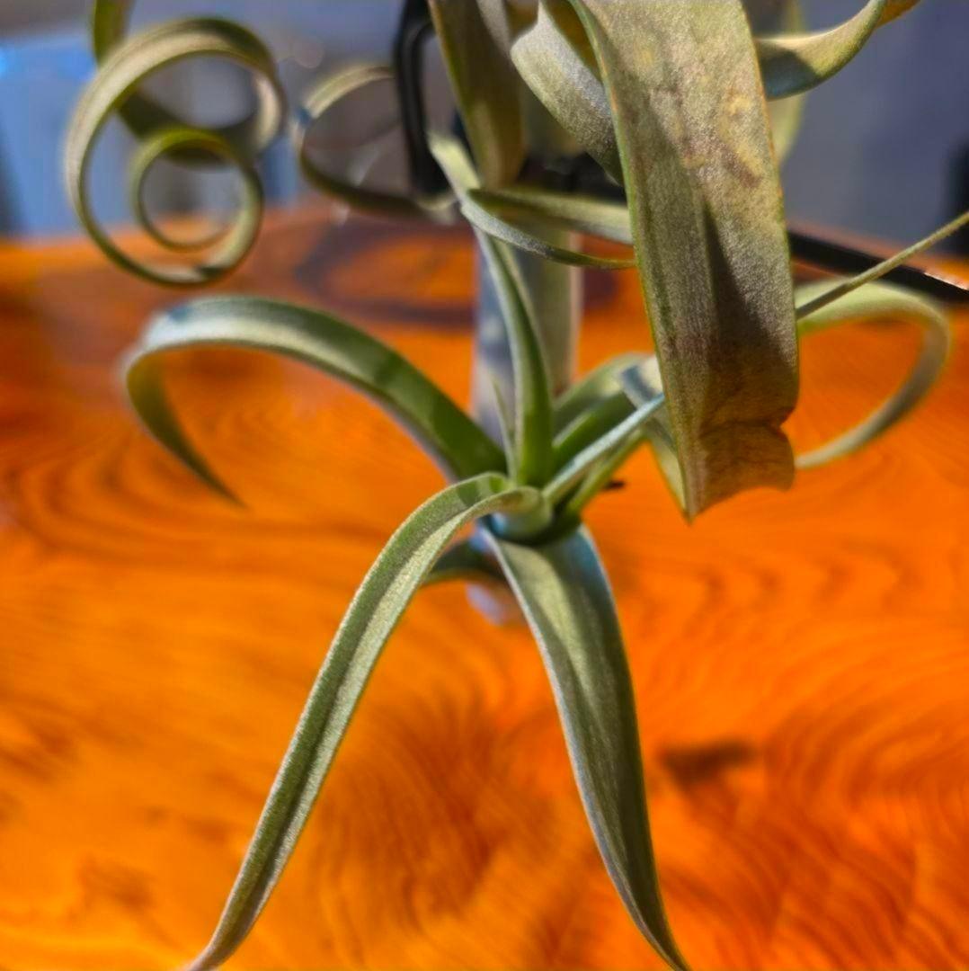 珍品！親株はヴィヴィパラ 希少 チランジア エアープランツ【カーリースリム】