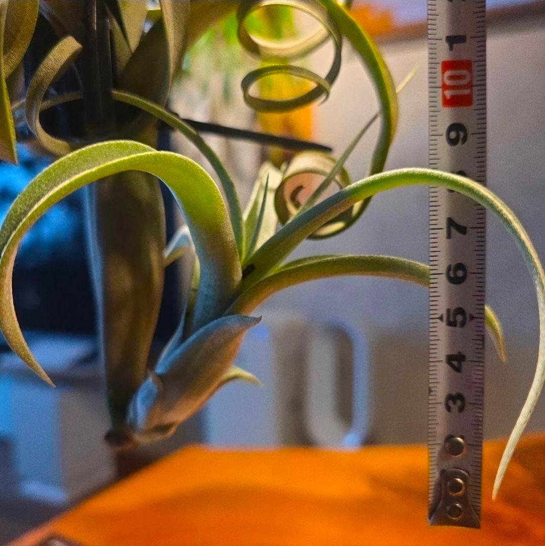 珍品！親株はヴィヴィパラ 希少 チランジア エアープランツ【カーリースリム】