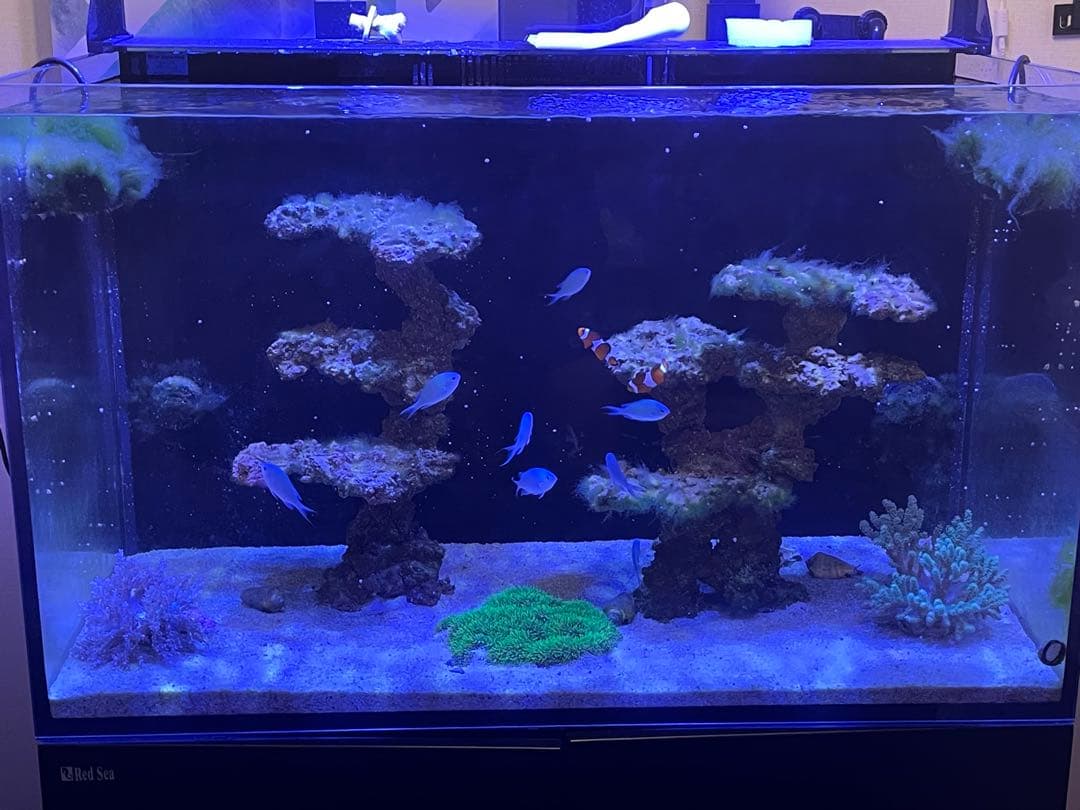 人工ライブロック 2点セット‼️　盆栽型