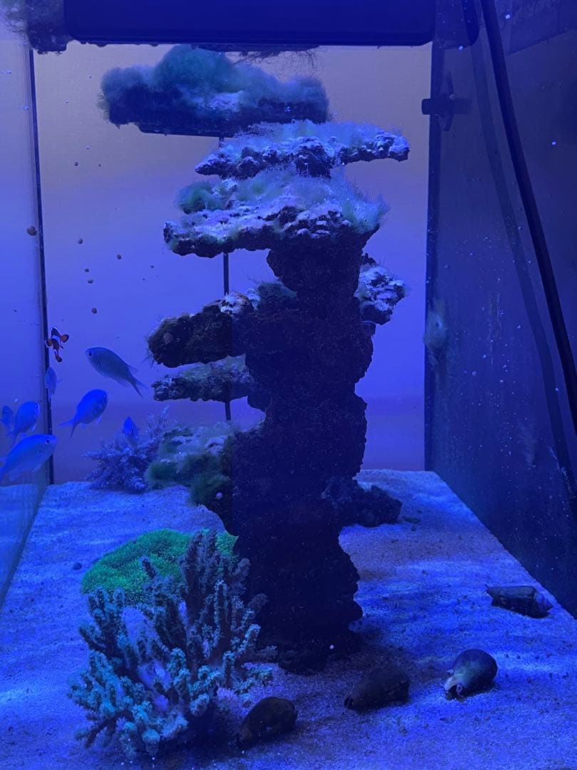 人工ライブロック 2点セット‼️　盆栽型