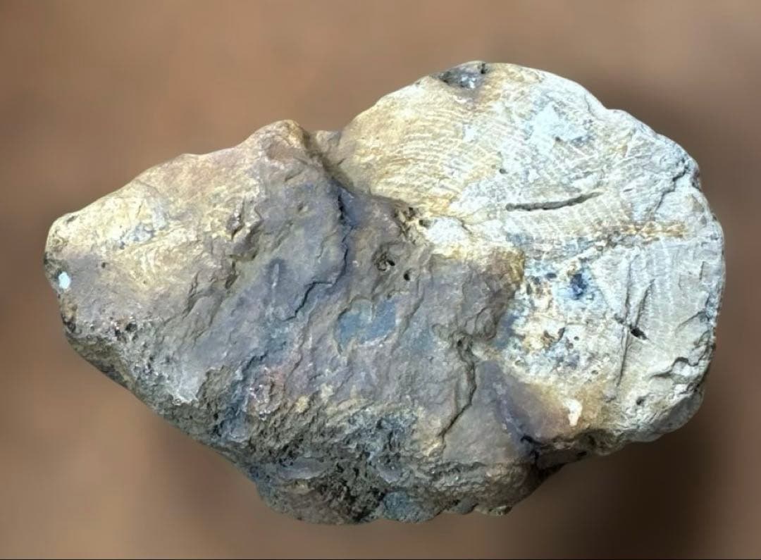 珪化木 木の化石