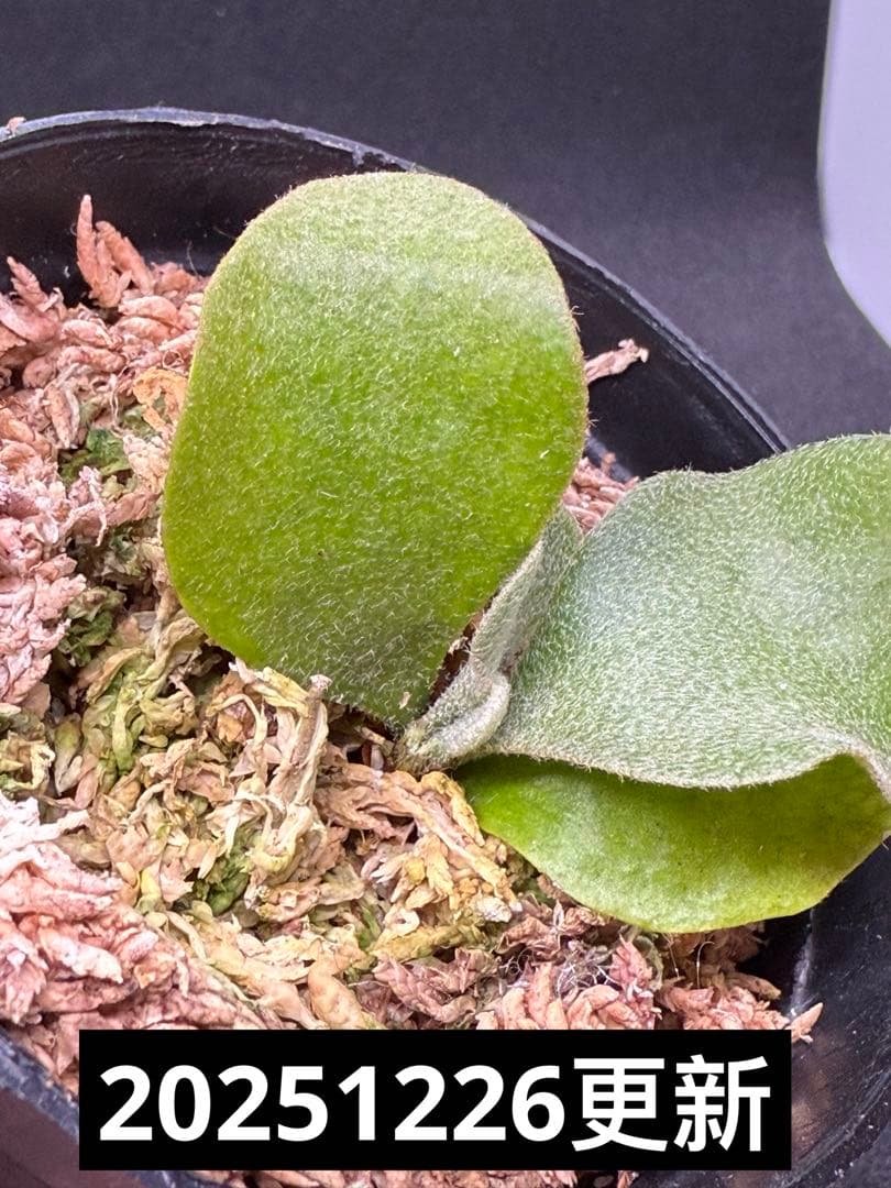 P.Pink Princess sporelingピンクプリンセス　スポア株