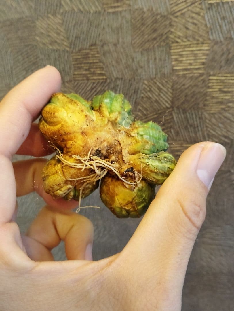 激レア ユーフォルビア オベサ モンスト \"発根済み\"