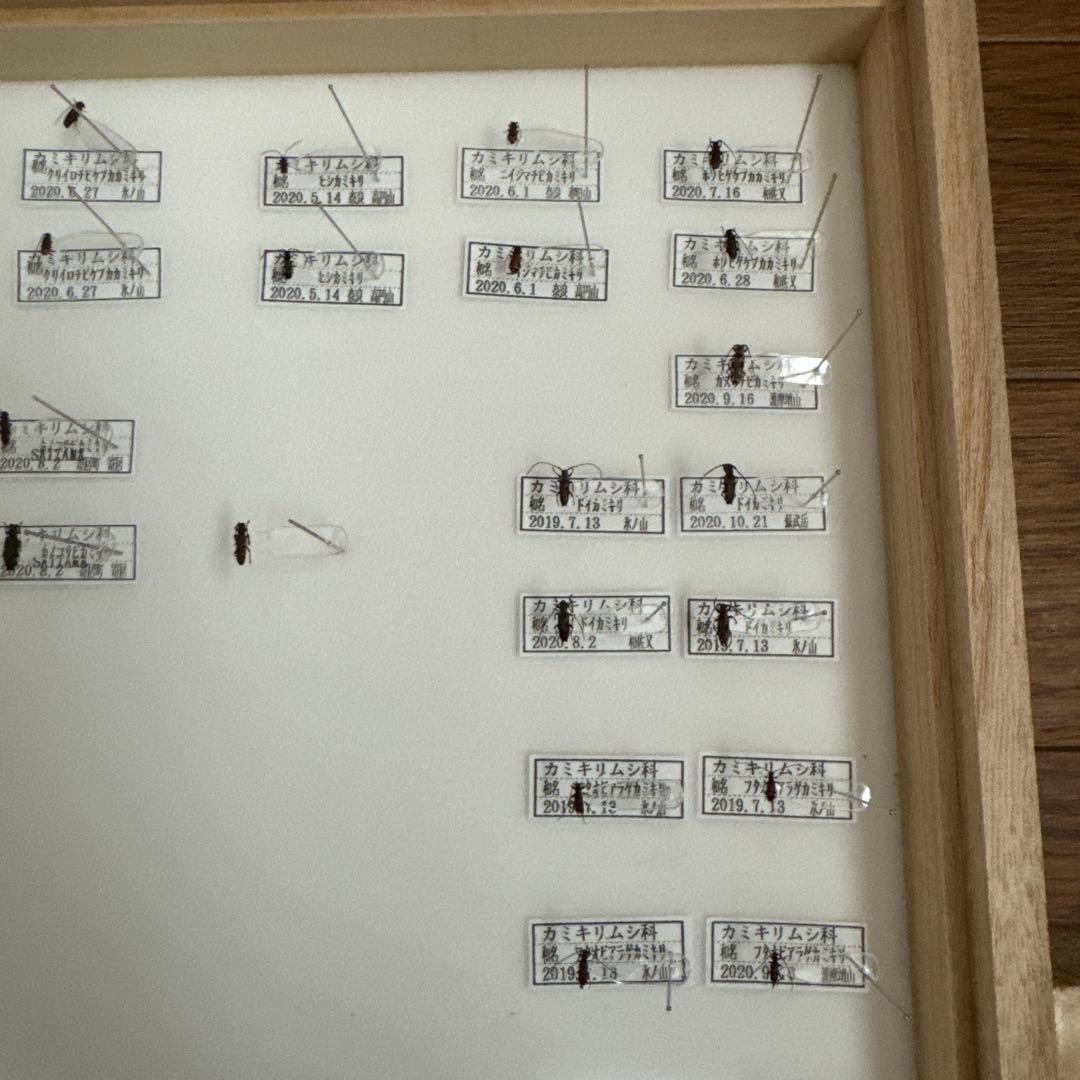 カミキリムシ標本❌2