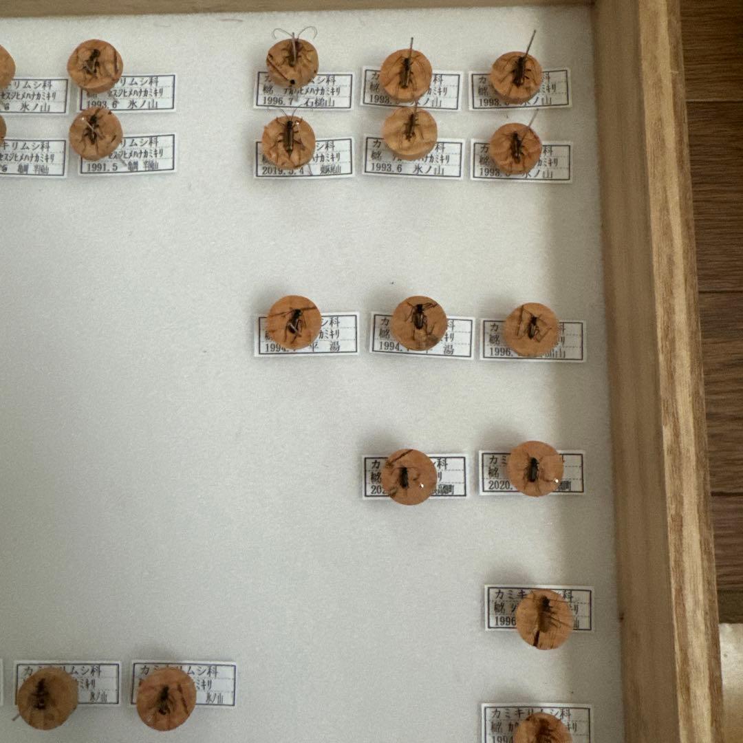 カミキリムシ標本❌2