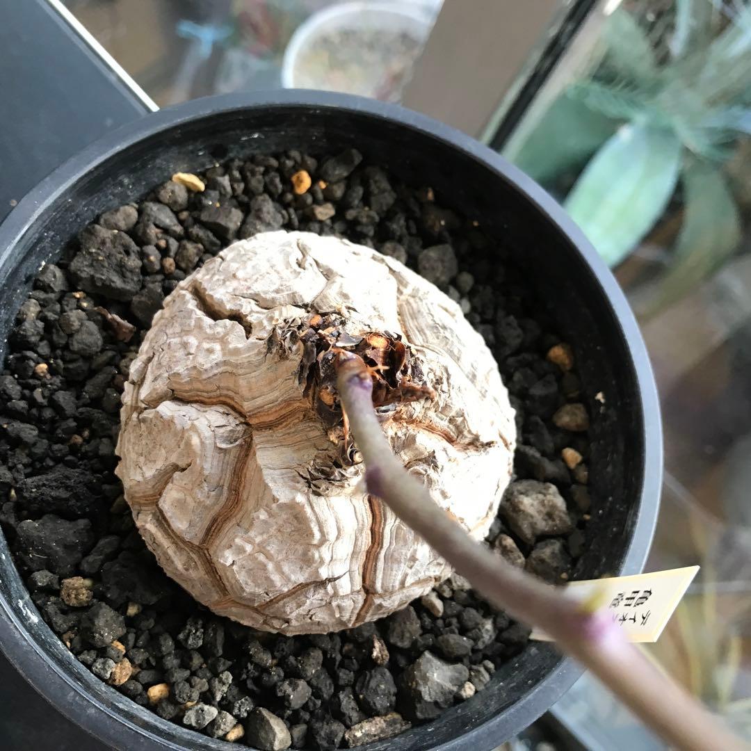 アフリカ亀甲竜迫力ある、大株です。葉を付けて、大きく成長しています。