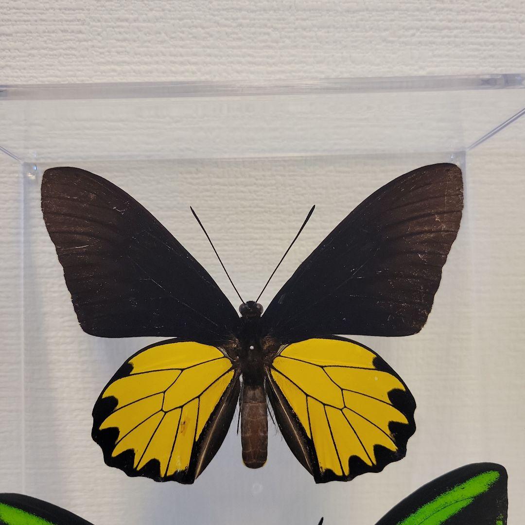 蝶の標本　トリバネチョウの世界(珍A1)