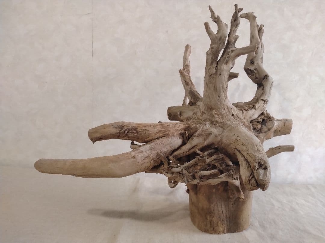 【希少】アクアリウム・パルダリウム向け 特大塊根ホーンウッド流木（約50cm）