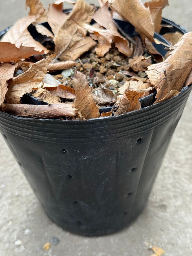 ★チベタヌス★透き通るようなピンク地にくっきりベイン4年苗★クリスマスローズ苗