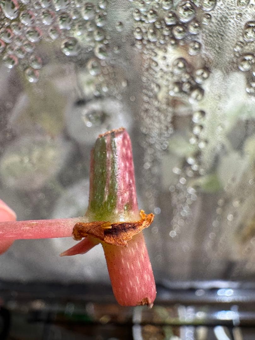 ち*こ様 ベゴニア マクラータ 斑入り発根管理中