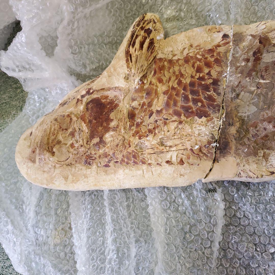 魚の化石 Chloroscyllium sp. 標本 K-1 約100cm