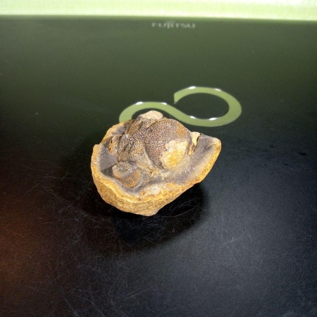 三葉虫　化石　fossil　ボリビア産　trilobite　ボリビア三葉虫郡②