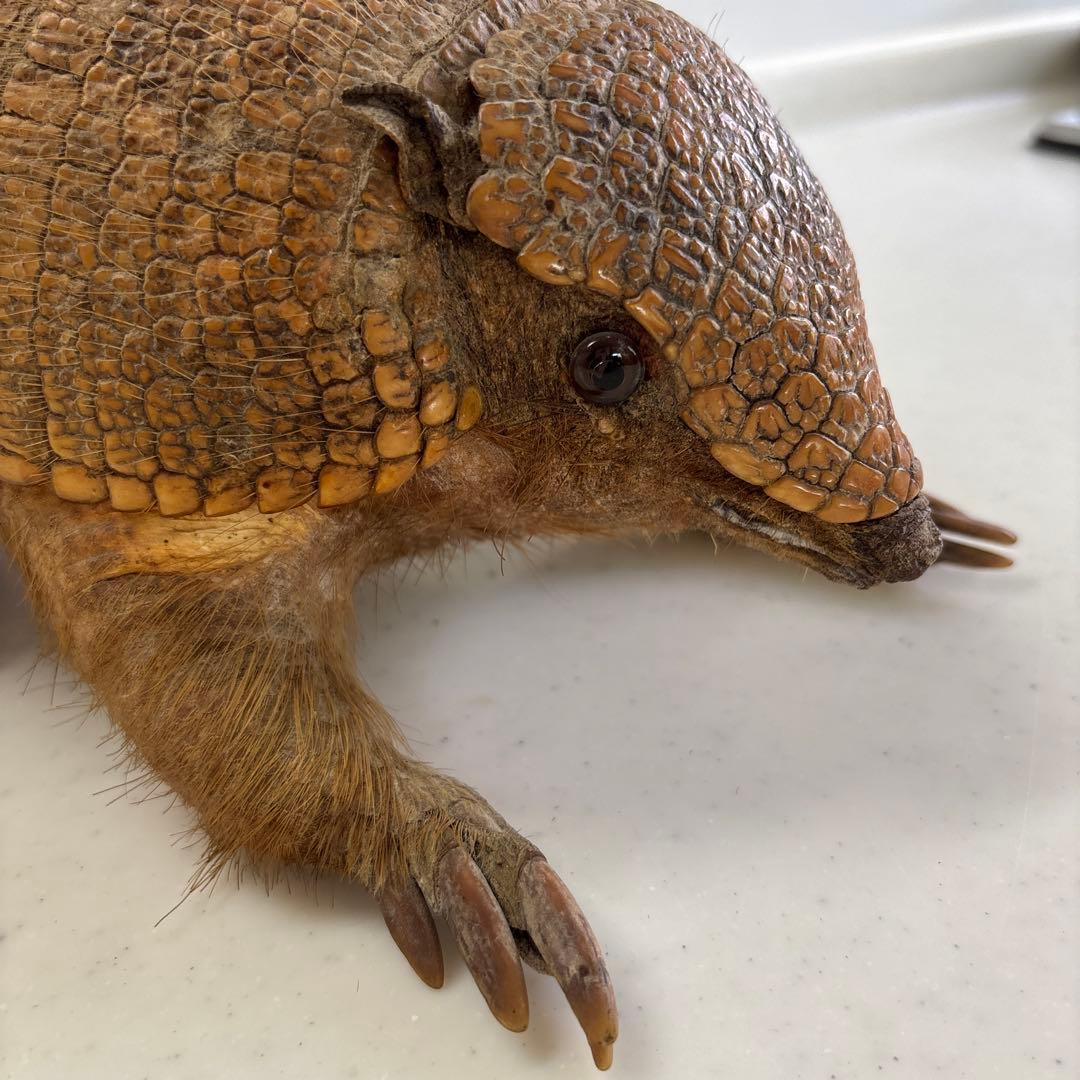 アルマジロ剥製