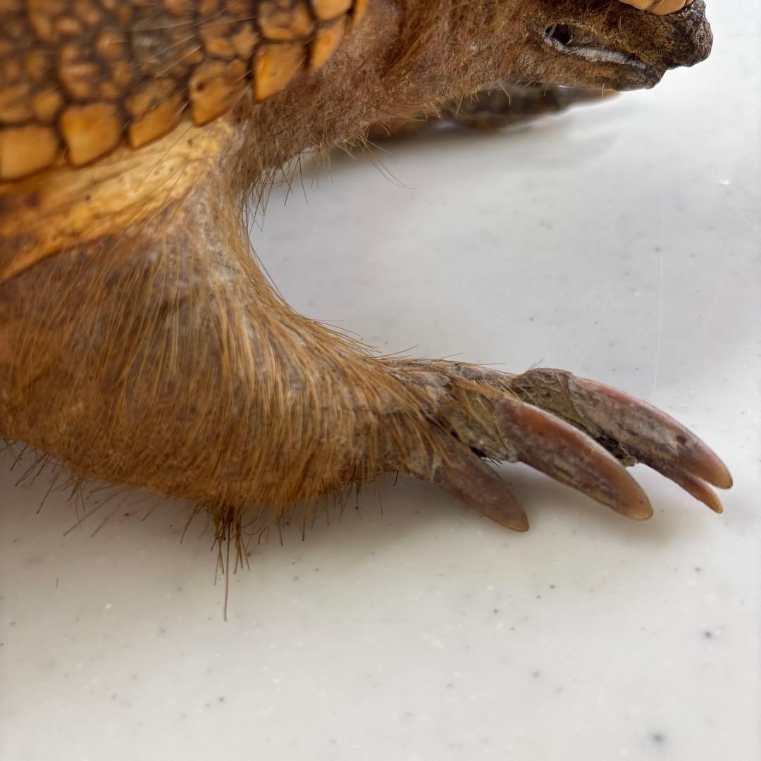 アルマジロ剥製