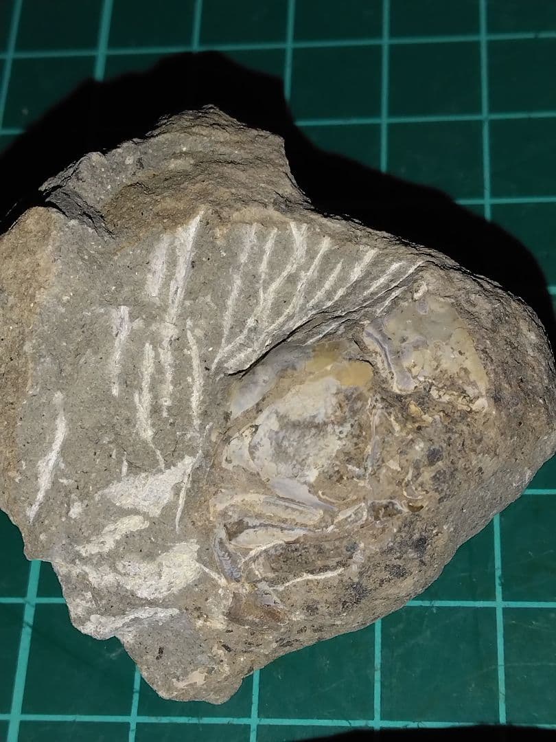 北海道三笠市産　甲殻類化石　蟹化石　海老？　化石　化石標本