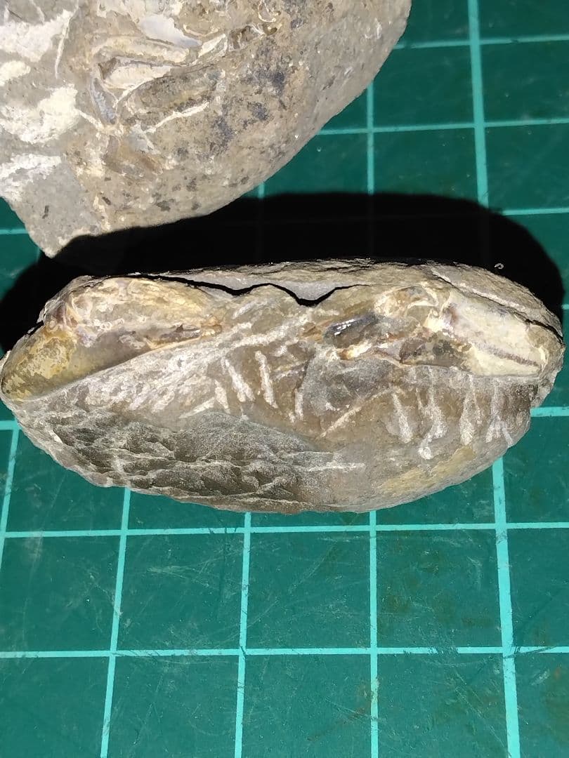 北海道三笠市産　甲殻類化石　蟹化石　海老？　化石　化石標本