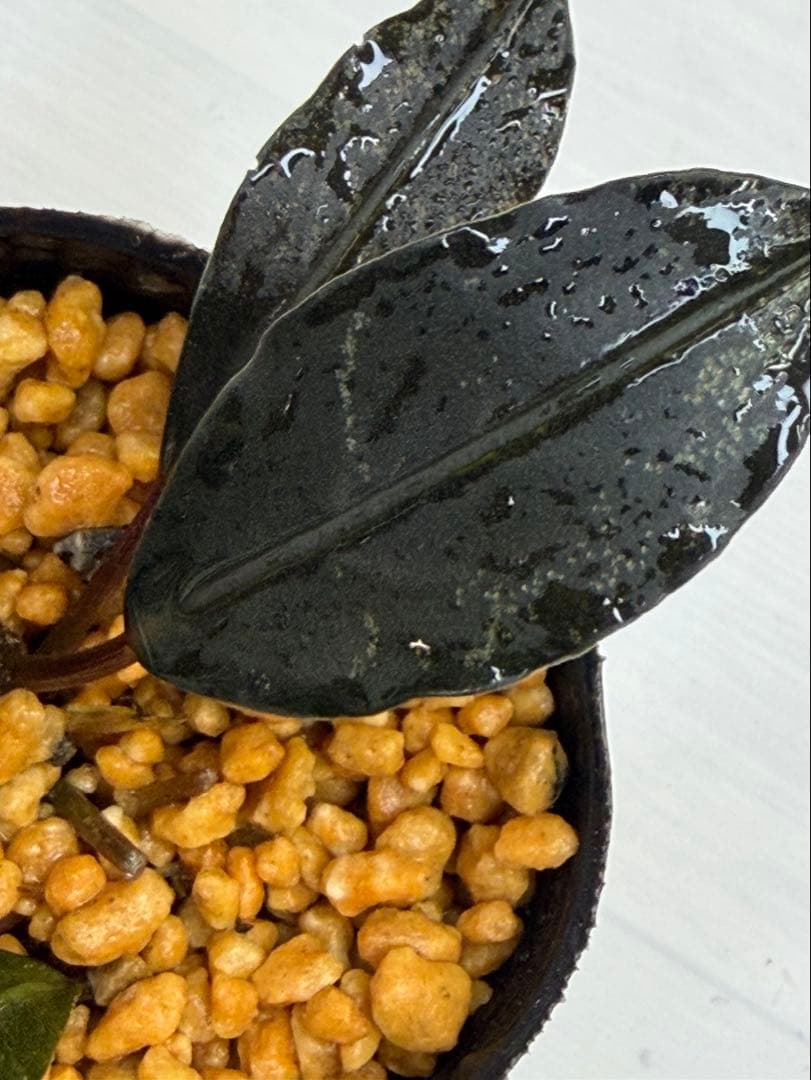 ひ*ス様 ⭐︎ブセファランドラ モトレィアーナ黒青丸葉絶品個体　パダワン　根伏せ