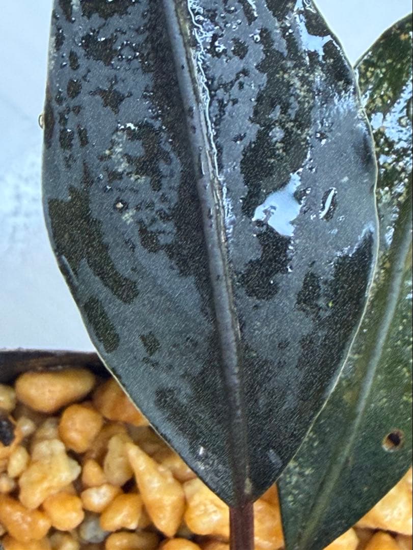 ひ*ス様 ⭐︎ブセファランドラ モトレィアーナ黒青丸葉絶品個体　パダワン　根伏せ